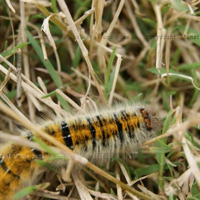 Nos amis les bêtes (3)