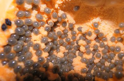 Caviar ....Devinette