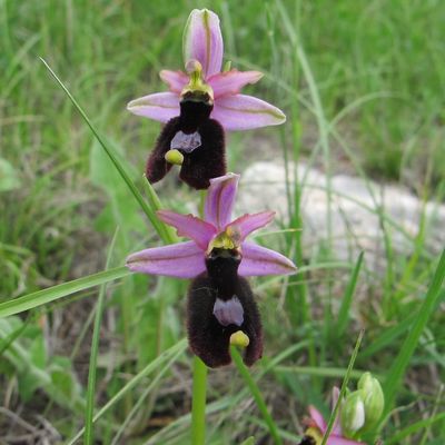 Sortie nature gratuite, découvertes des orchidées sauvages, le 20 mai 2018 col de Vence (rdv parking plan des Noves)