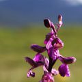 Première orchidée - Massif des Bauges 