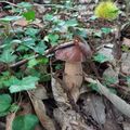 Saison des champignons 2024 : Les cèpes repartent d'un meilleur pied...