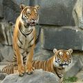 Les tigres bientôt réduits à deux sous-espèces ?
