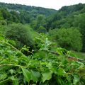 Domaine Buisson-Charles : Bourgogne blanc 2014 et Vaudoisey-Creusefond : Pommard Charmots 2005