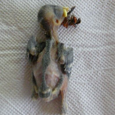 oiseau mort