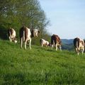 "lait bon de vivre à la campagne...."