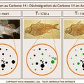 Méthode de datation - Comment estimer l'age d'un fossile