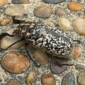 Leurs larves rongent les racines des jeunes pins et de la vigne