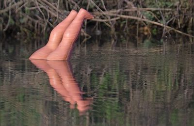 Ligne de flottaison