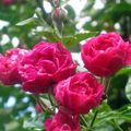 'Paul Ploton', 'Alexandre Trémouillet', des roses orléanaises issues de R. wichuraiana, obtenues par Barbier (Orléans)...