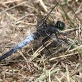 Orthetrum réticulé