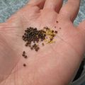 The Kale Project: la germination des graines