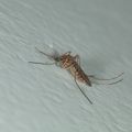 Parlons "moustique"!