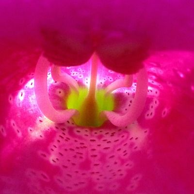 close-up: digitalis - gros plan sur: la digitale