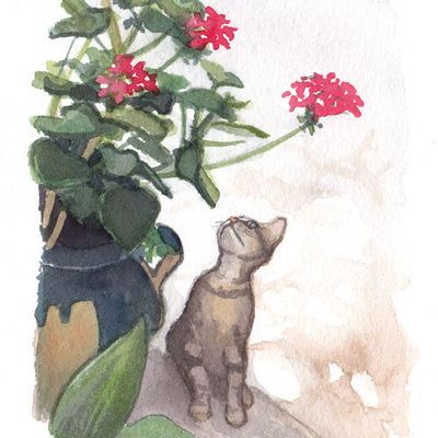 Le chat aux géraniums