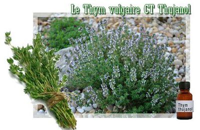 Huiles essentielle de Thym à thujanol (3)