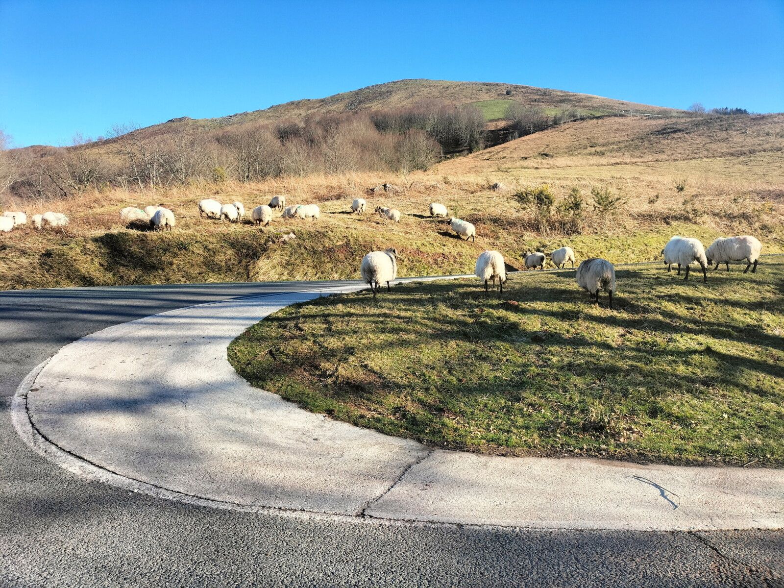 Col d'Ispéguy, brebis en liberté (Espagne)