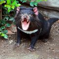 Tasmanian Devil !