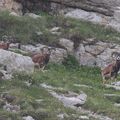 Mes premiers gros mouflons mâles en Vercors