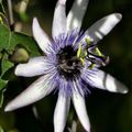 Passiflora Amethyst