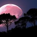 ATTENTION !! La puissance de cette Super Pleine Lune Rose en Scorpion est ENORMISSIME !!