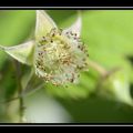 Une fleur donnera un fruit