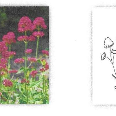  Il giardino di Lorna Bateman – 18a puntata