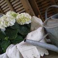 °°°LE BEL HORTENSIA BLANC DE MAMAN°°° 