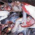 La souffrance des animaux en Asie