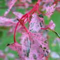 Acer conspicuum 'Red flamingo'