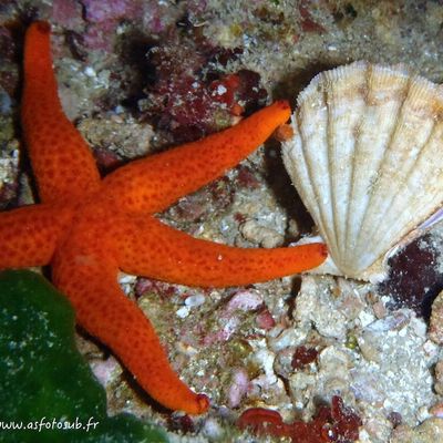 Etoile de mer lisse (Hacelia attenuata)