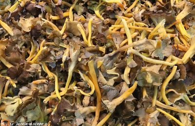 De très bonnes chanterelles d'automne à la saveur délicate...