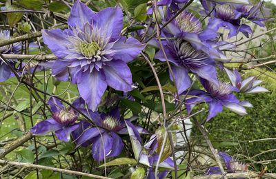 Petit tour au jardin