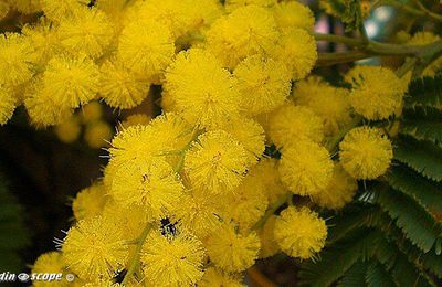 Le mimosa, un arbre à floraison hivernale 