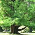 Toute la beauté des arbres Morges et deux livres