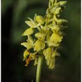Orchis pâle : Orchis pallens