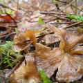 Les dernieres chanterelles?