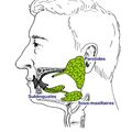 Les glandes salivaires