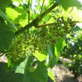 Vendanges dans le Beaujolais : Vendredi 7 Septembre 2012 : Les Vendangeurs arrive