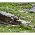 Marmottes au col de la Cayolle...