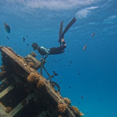 Plumeria - Thinadhoo Vaavu Atoll