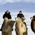 Laine de chameau de Mongolie 