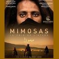 Les mimosas de la discorde