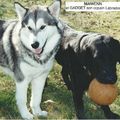 MALAMUTE et LABRADOR