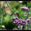 La Seigneurie gardens (I)