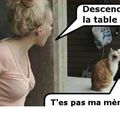 DE L EDUCATION DES CHATONS