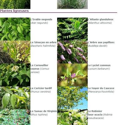 FICHES SUR LES PLANTES INVASIVES