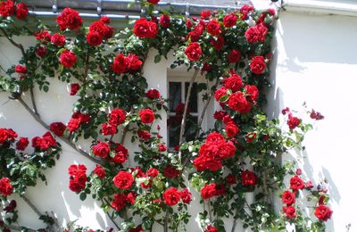 Roses rouges et maison blanche