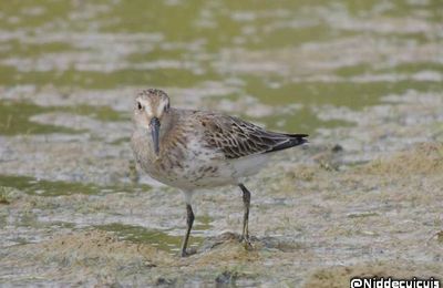 2015-10-03 : nouvelle sortie au lac de l'Astarac (Gers)