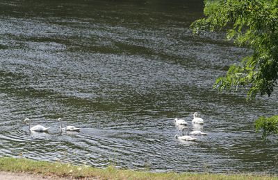 BALLADE DES CYGNES