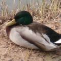 Canards